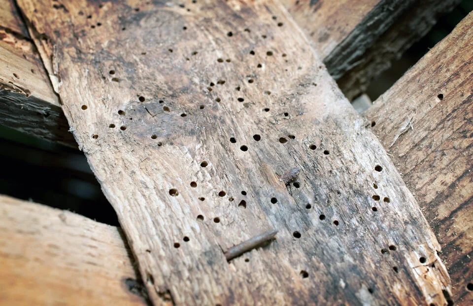 Wood with small holes, likely termite damage.